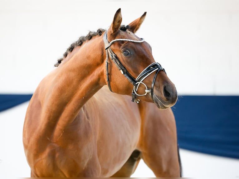 Deutsches Reitpony Wallach 3 Jahre 148 cm Brauner in Marsberg