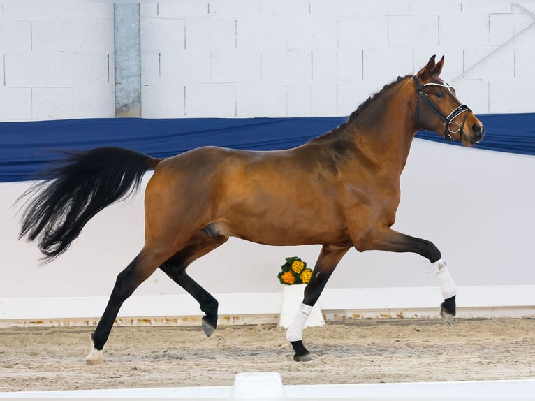 Deutsches Reitpony Wallach 3 Jahre 148 cm Brauner in Marsberg