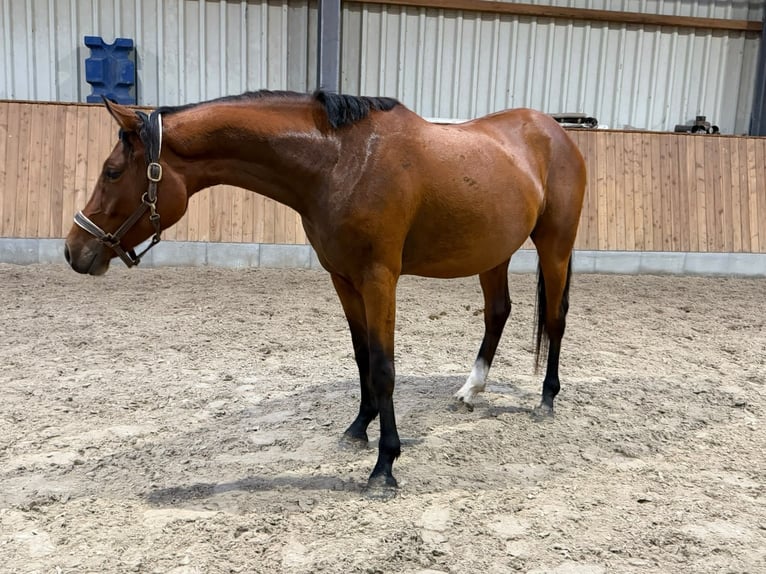 Deutsches Reitpony Wallach 3 Jahre 148 cm Brauner in Süstedt