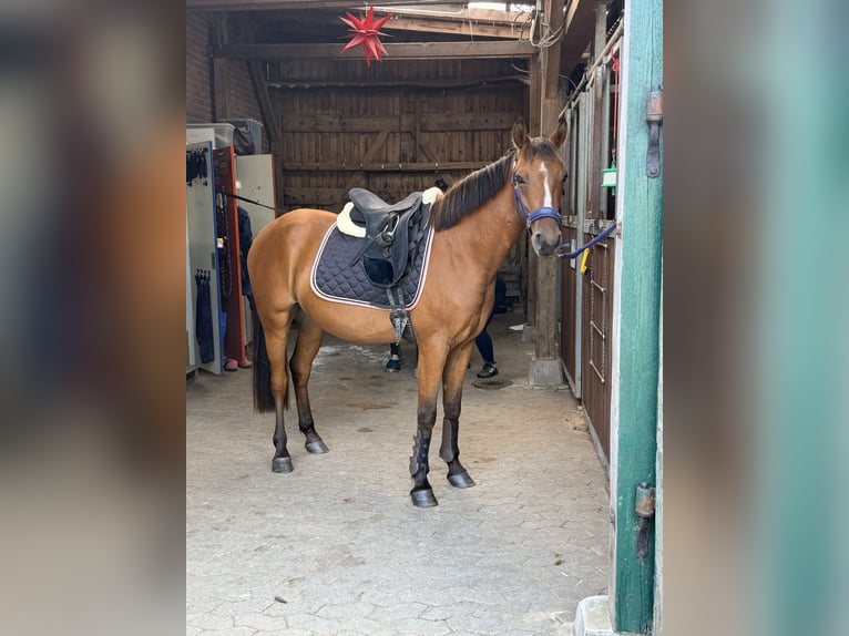 Deutsches Reitpony Mix Wallach 3 Jahre 148 cm Brauner in Loxstedt