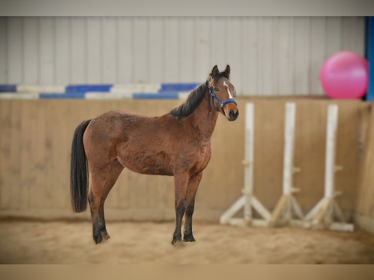 Deutsches Reitpony Mix Wallach 3 Jahre 148 cm Brauner in Loxstedt