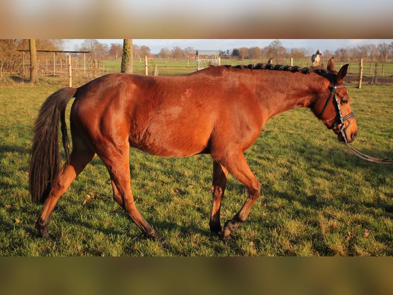 Deutsches Reitpony Wallach 3 Jahre 148 cm Brauner in Diepenau