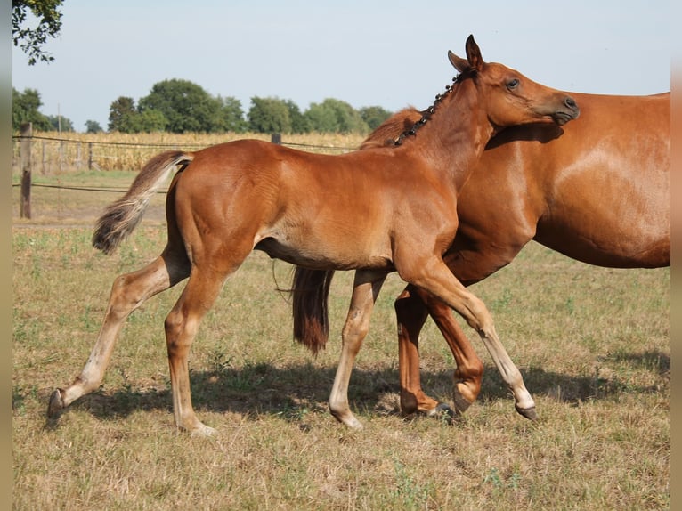 Deutsches Reitpony Wallach 3 Jahre 148 cm Brauner in Diepenau