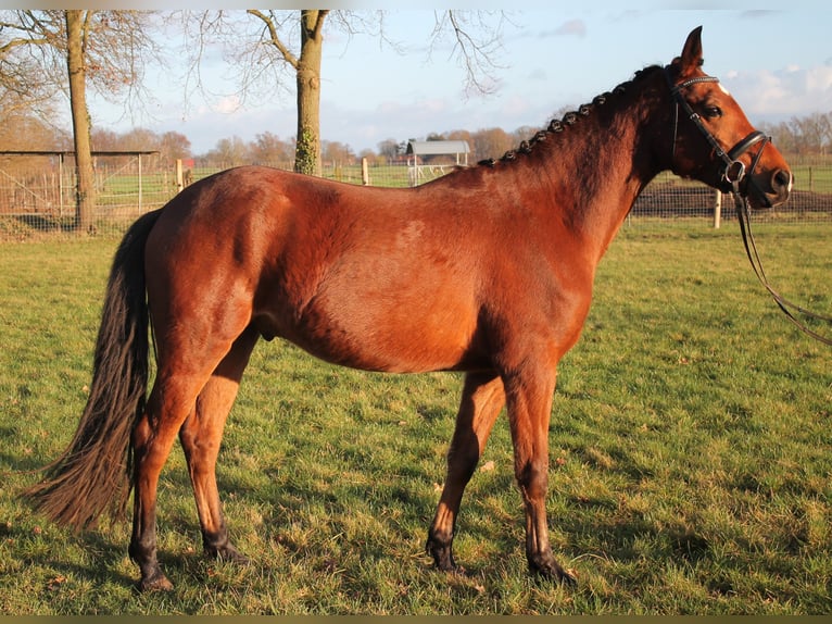 Deutsches Reitpony Wallach 3 Jahre 148 cm Brauner in Diepenau