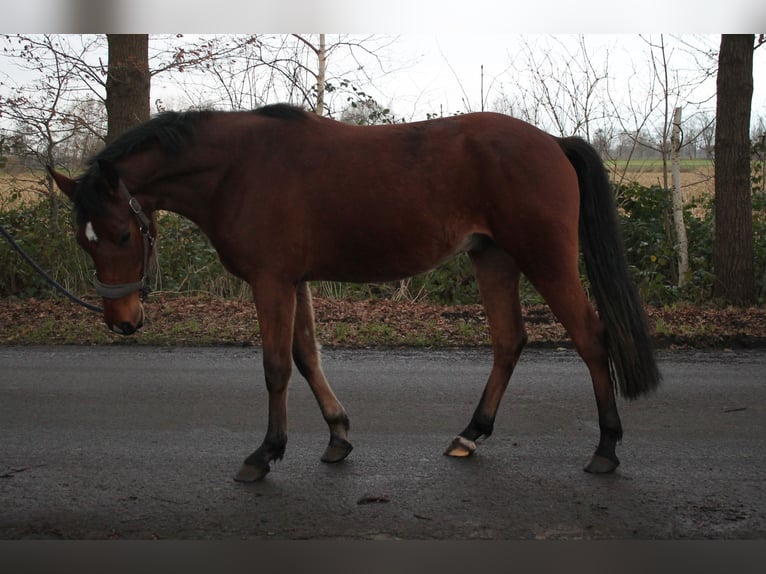 Deutsches Reitpony Wallach 3 Jahre 148 cm Brauner in Diepenau