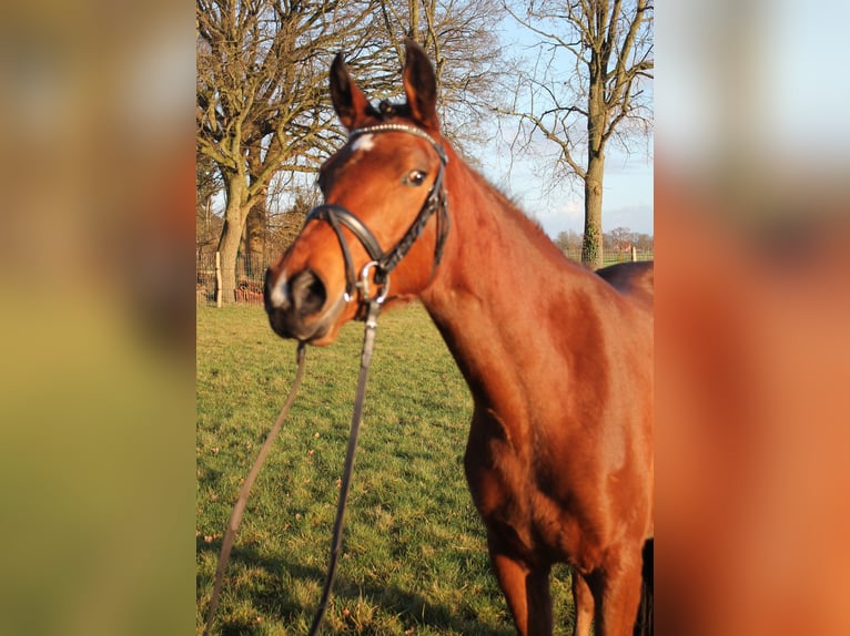 Deutsches Reitpony Wallach 3 Jahre 148 cm Brauner in Diepenau