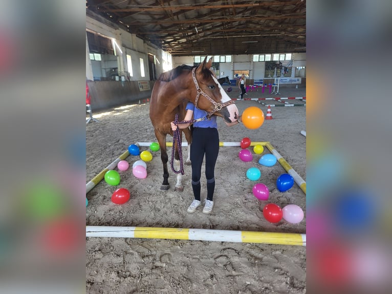 Deutsches Reitpony Wallach 3 Jahre 148 cm Brauner in Flechtingen