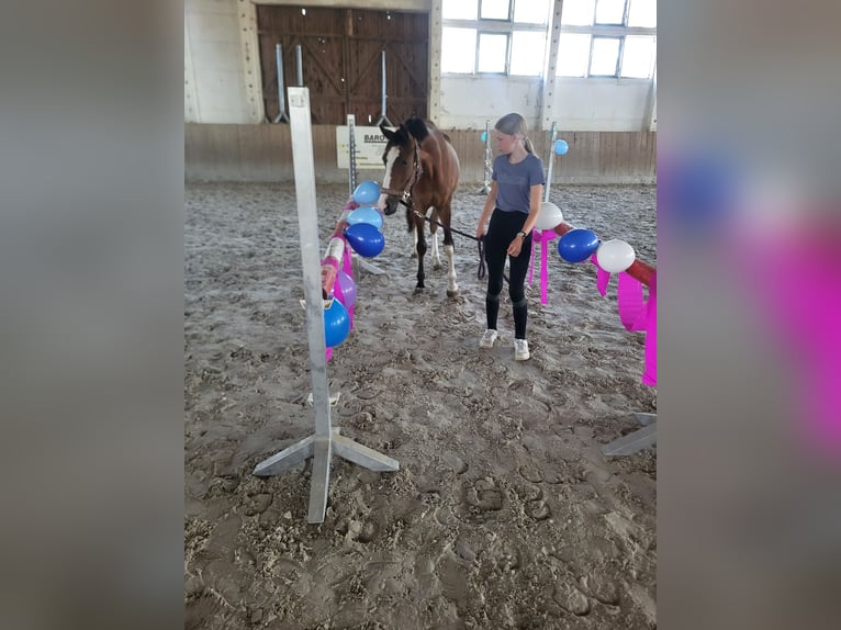 Deutsches Reitpony Wallach 3 Jahre 148 cm Brauner in Flechtingen