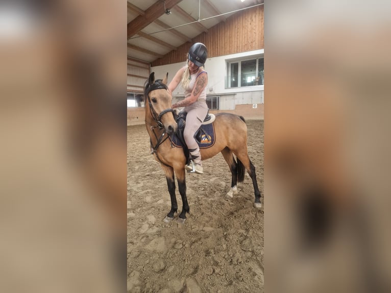 Deutsches Reitpony Wallach 3 Jahre 148 cm Buckskin in Hinterberg