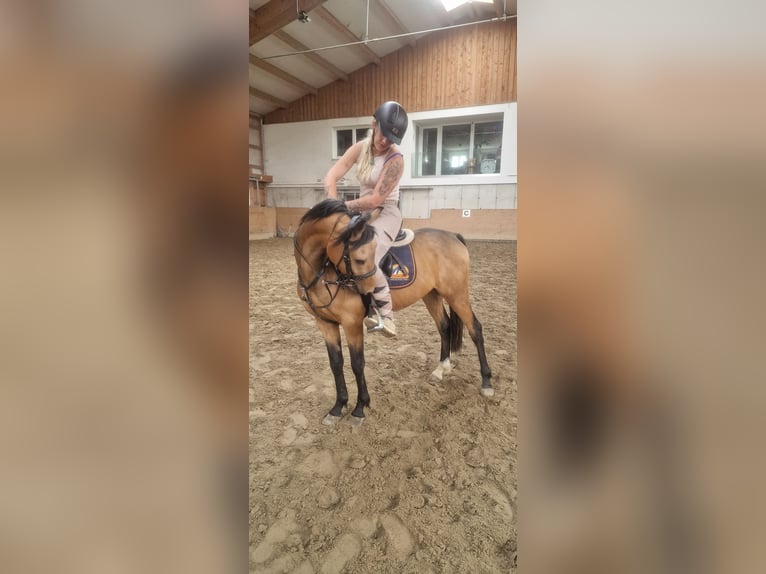 Deutsches Reitpony Wallach 3 Jahre 148 cm Buckskin in Hinterberg