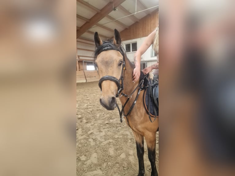 Deutsches Reitpony Wallach 3 Jahre 148 cm Buckskin in Hinterberg
