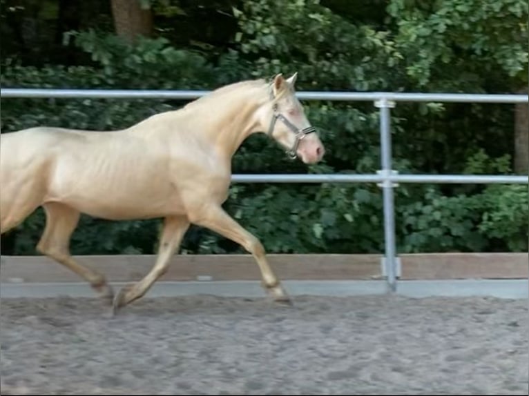 Deutsches Reitpony Wallach 3 Jahre 148 cm Cremello in Schw&#xE4;bisch Hall