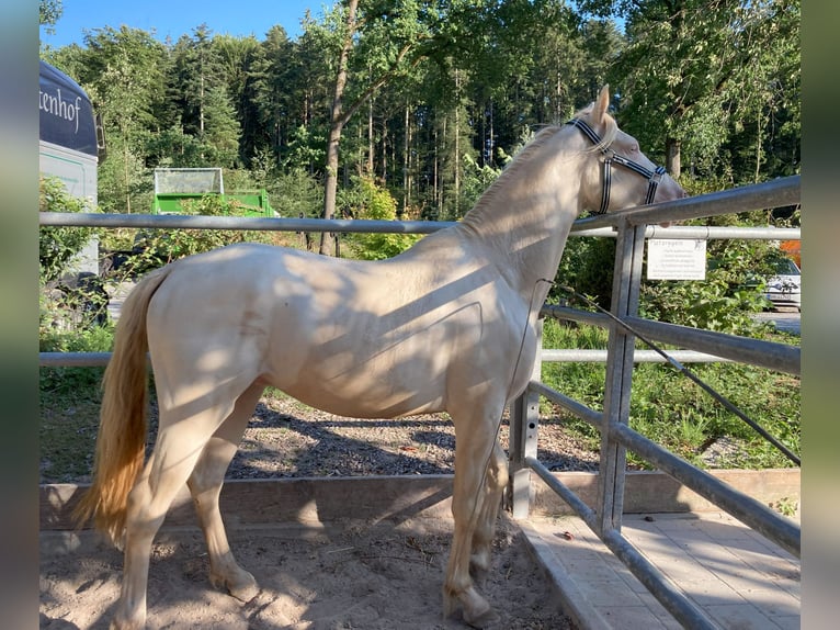 Deutsches Reitpony Wallach 3 Jahre 148 cm Cremello in Schw&#xE4;bisch Hall
