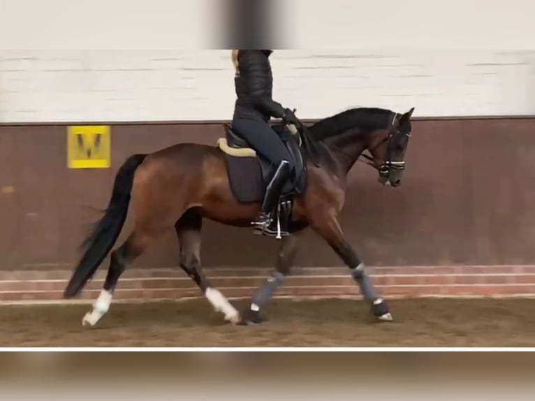 Deutsches Reitpony Wallach 3 Jahre 148 Cm Dunkelbrauner In Diepholz