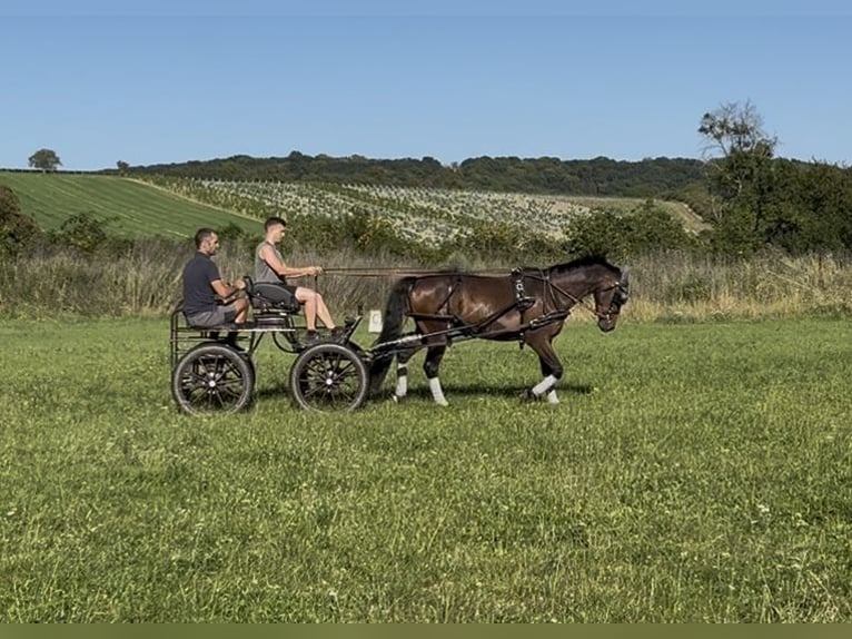 Deutsches Reitpony Wallach 3 Jahre 148 cm Dunkelbrauner in Wildend&#xFC;rnbach