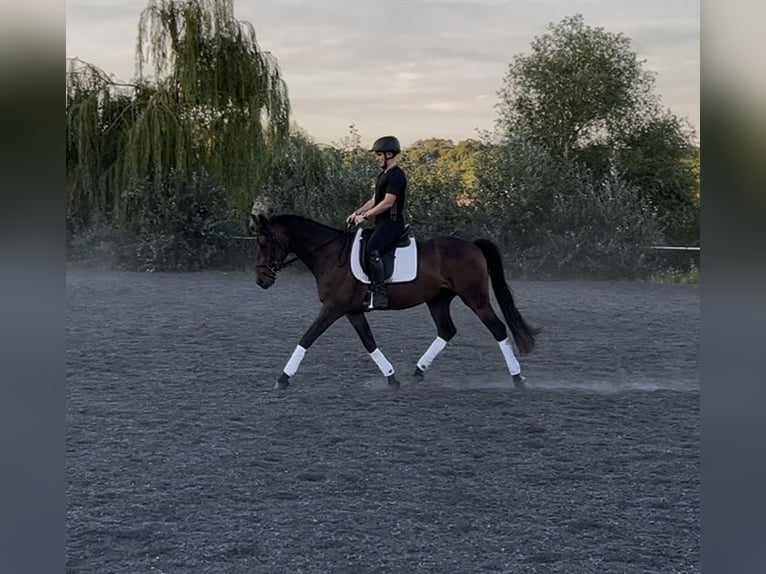 Deutsches Reitpony Wallach 3 Jahre 148 cm Dunkelbrauner in Wildend&#xFC;rnbach
