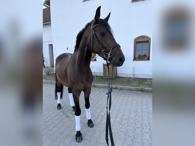 Deutsches Reitpony Wallach 3 Jahre 148 cm Dunkelbrauner in Wildend&#xFC;rnbach