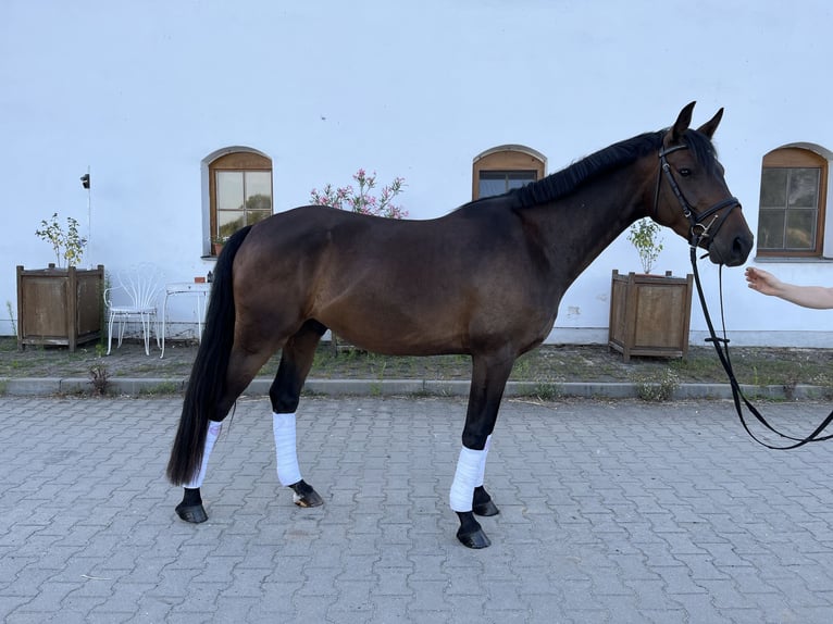 Deutsches Reitpony Wallach 3 Jahre 148 cm Dunkelbrauner in Wildend&#xFC;rnbach