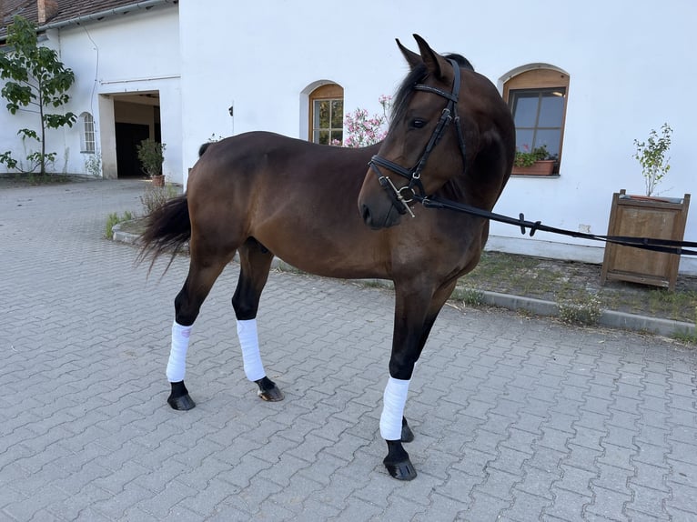 Deutsches Reitpony Wallach 3 Jahre 148 cm Dunkelbrauner in Wildend&#xFC;rnbach