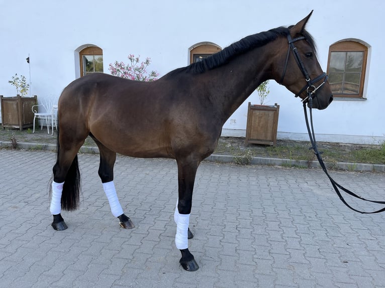 Deutsches Reitpony Wallach 3 Jahre 148 cm Dunkelbrauner in Wildend&#xFC;rnbach