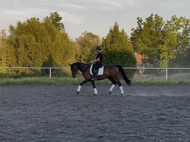 Deutsches Reitpony Wallach 3 Jahre 148 cm Dunkelbrauner in Wildend&#xFC;rnbach