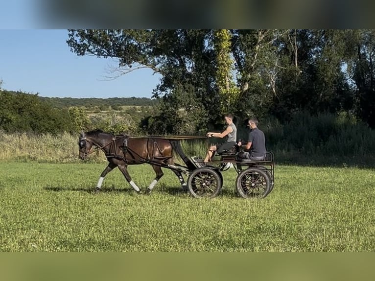 Deutsches Reitpony Wallach 3 Jahre 148 cm Dunkelbrauner in Wildend&#xFC;rnbach