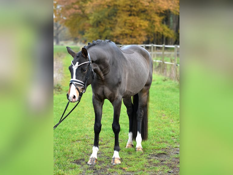 Deutsches Reitpony Wallach 3 Jahre 148 cm Dunkelbrauner in Klötze ot Neuendorf