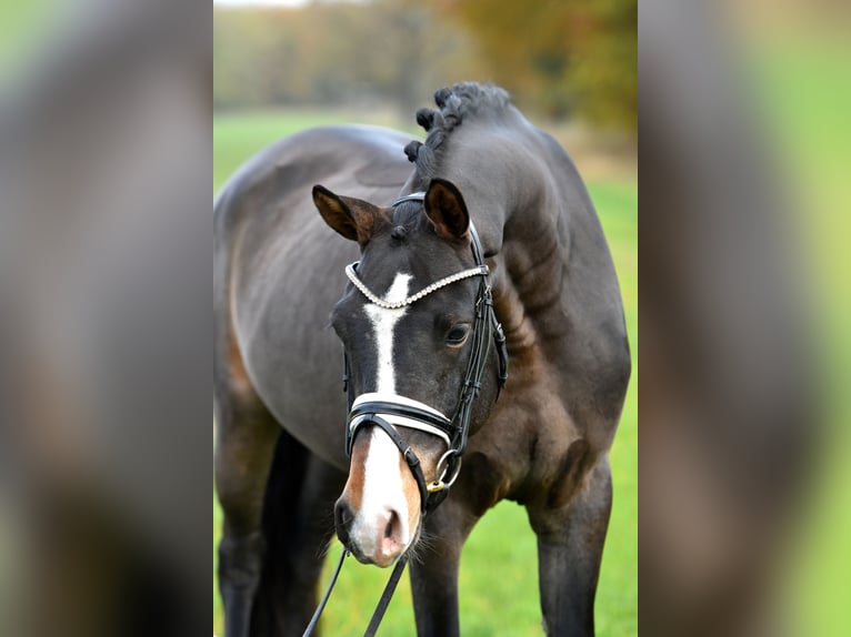 Deutsches Reitpony Wallach 3 Jahre 148 cm Dunkelbrauner in Klötze ot Neuendorf