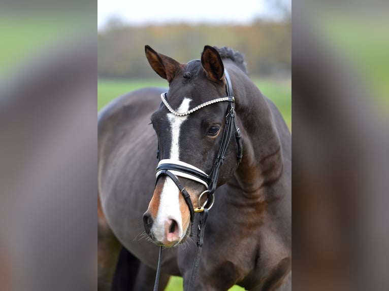 Deutsches Reitpony Wallach 3 Jahre 148 cm Dunkelbrauner in Klötze ot Neuendorf