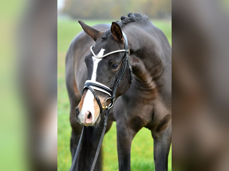 Deutsches Reitpony Wallach 3 Jahre 148 cm Dunkelbrauner in Klötze ot Neuendorf