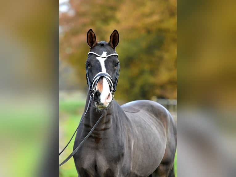 Deutsches Reitpony Wallach 3 Jahre 148 cm Dunkelbrauner in Klötze ot Neuendorf