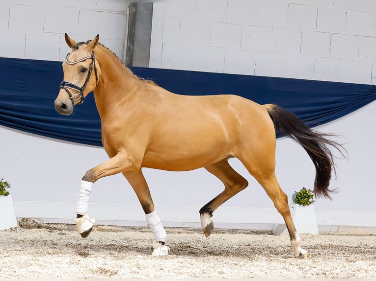 Deutsches Reitpony Wallach 3 Jahre 148 cm Falbe in Marsberg