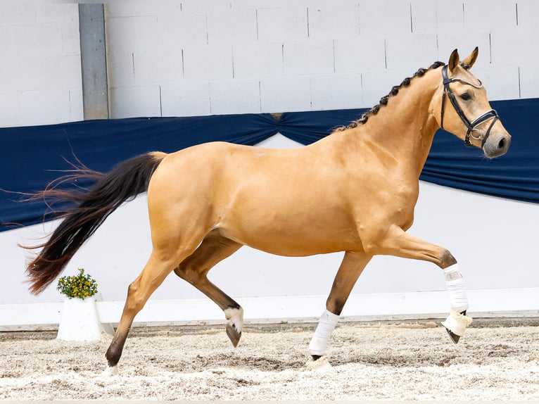 Deutsches Reitpony Wallach 3 Jahre 148 cm Falbe in Marsberg