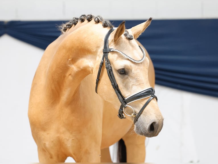 Deutsches Reitpony Wallach 3 Jahre 148 cm Falbe in Marsberg