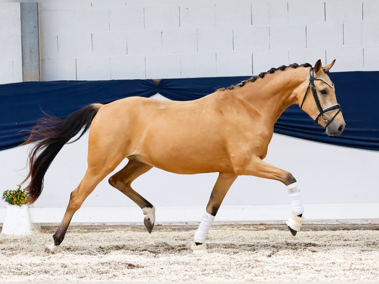 Deutsches Reitpony Wallach 3 Jahre 148 cm Falbe in Marsberg