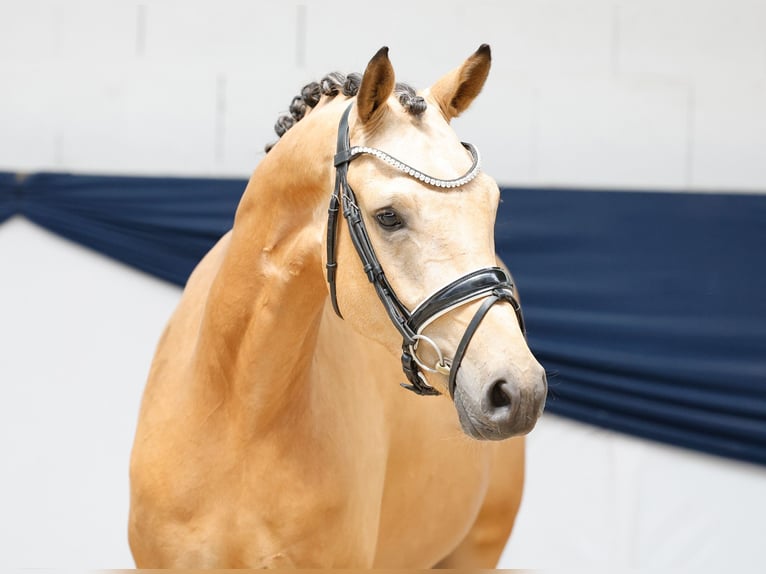 Deutsches Reitpony Wallach 3 Jahre 148 cm Falbe in Marsberg