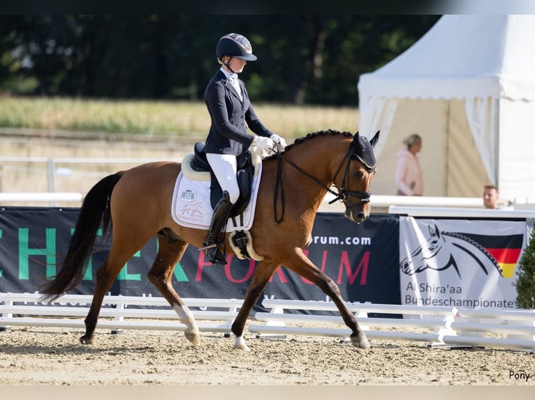Deutsches Reitpony Wallach 3 Jahre 148 cm Falbe in L&#xFC;nen