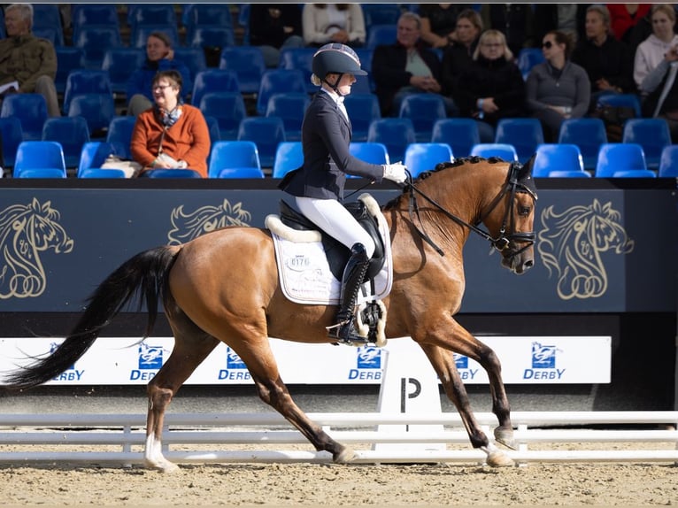 Deutsches Reitpony Wallach 3 Jahre 148 cm Falbe in L&#xFC;nen