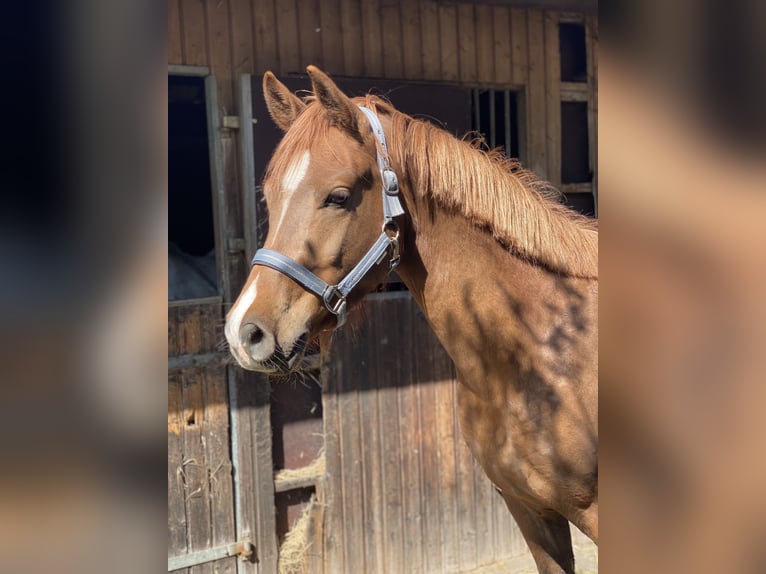 Deutsches Reitpony Wallach 3 Jahre 148 cm Fuchs in Pampow