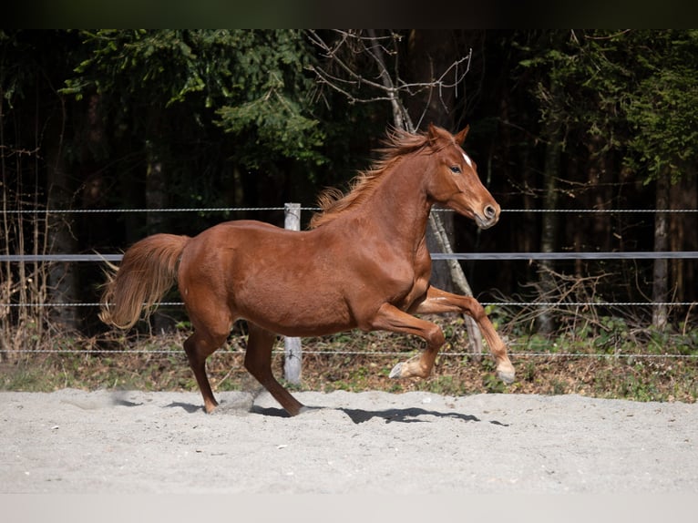 Deutsches Reitpony Wallach 3 Jahre 148 cm Fuchs in Heimenkirch