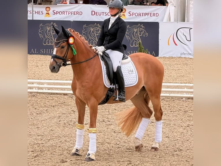 Deutsches Reitpony Wallach 3 Jahre 148 cm Fuchs in Mainz