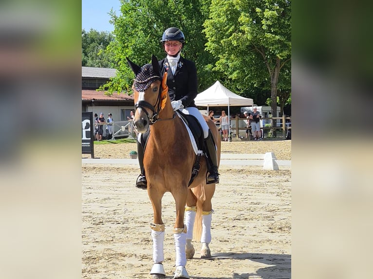 Deutsches Reitpony Wallach 3 Jahre 148 cm Fuchs in Mainz