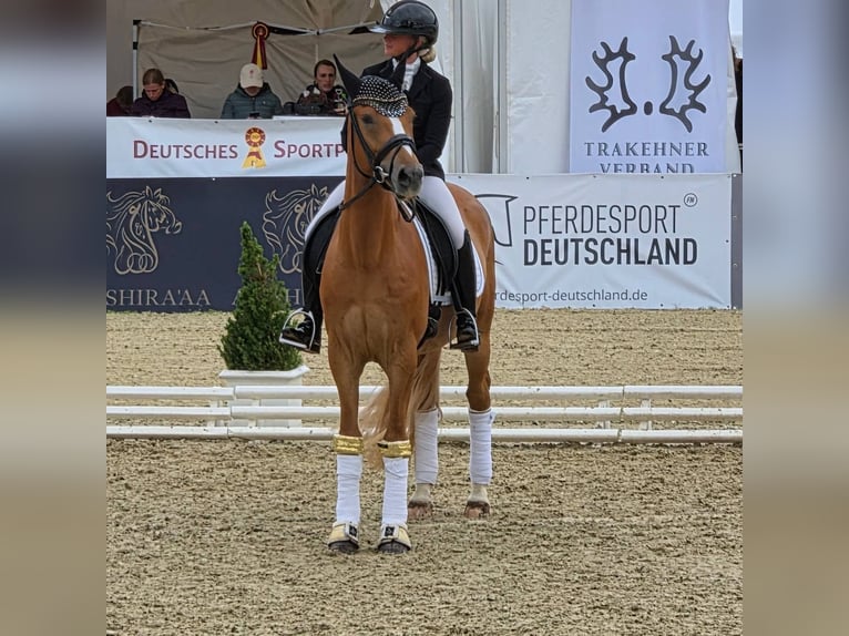 Deutsches Reitpony Wallach 3 Jahre 148 cm Fuchs in Mainz