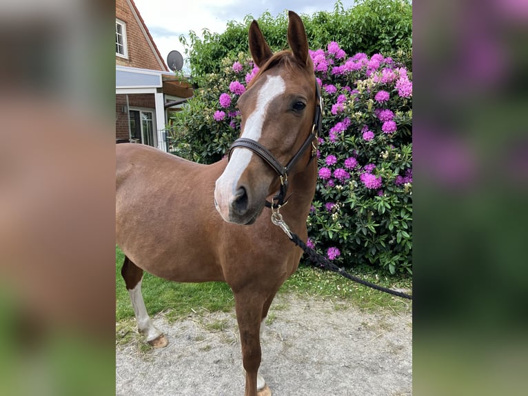 Deutsches Reitpony Wallach 3 Jahre 148 cm Fuchs in Großheide