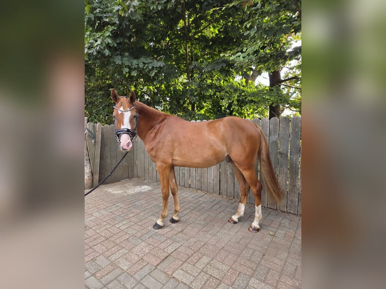 Deutsches Reitpony Wallach 3 Jahre 148 cm Fuchs in Hamminkeln