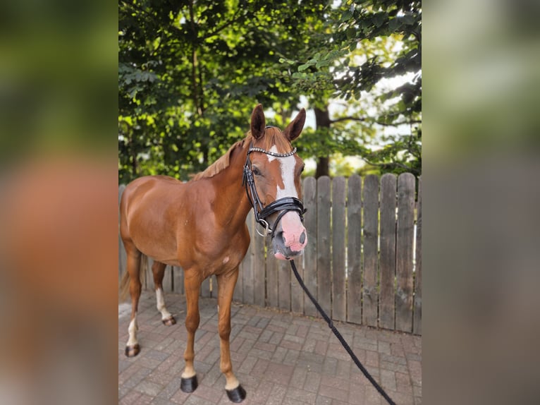 Deutsches Reitpony Wallach 3 Jahre 148 cm Fuchs in Hamminkeln