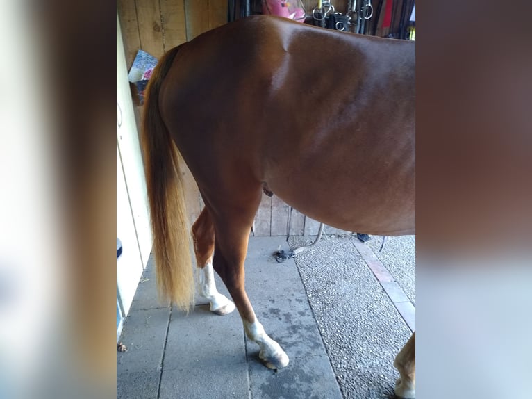 Deutsches Reitpony Wallach 3 Jahre 148 cm Fuchs in Hamminkeln