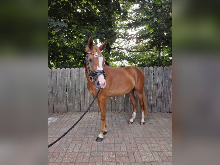 Deutsches Reitpony Wallach 3 Jahre 148 cm Fuchs in Hamminkeln