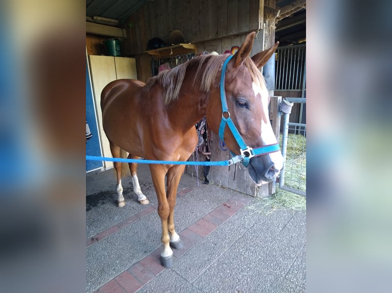 Deutsches Reitpony Wallach 3 Jahre 148 cm Fuchs in Hamminkeln