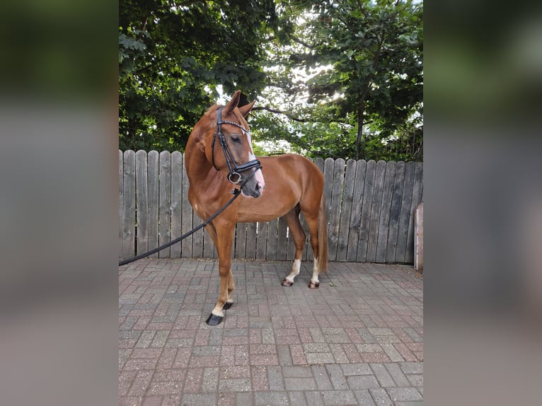 Deutsches Reitpony Wallach 3 Jahre 148 cm Fuchs in Hamminkeln